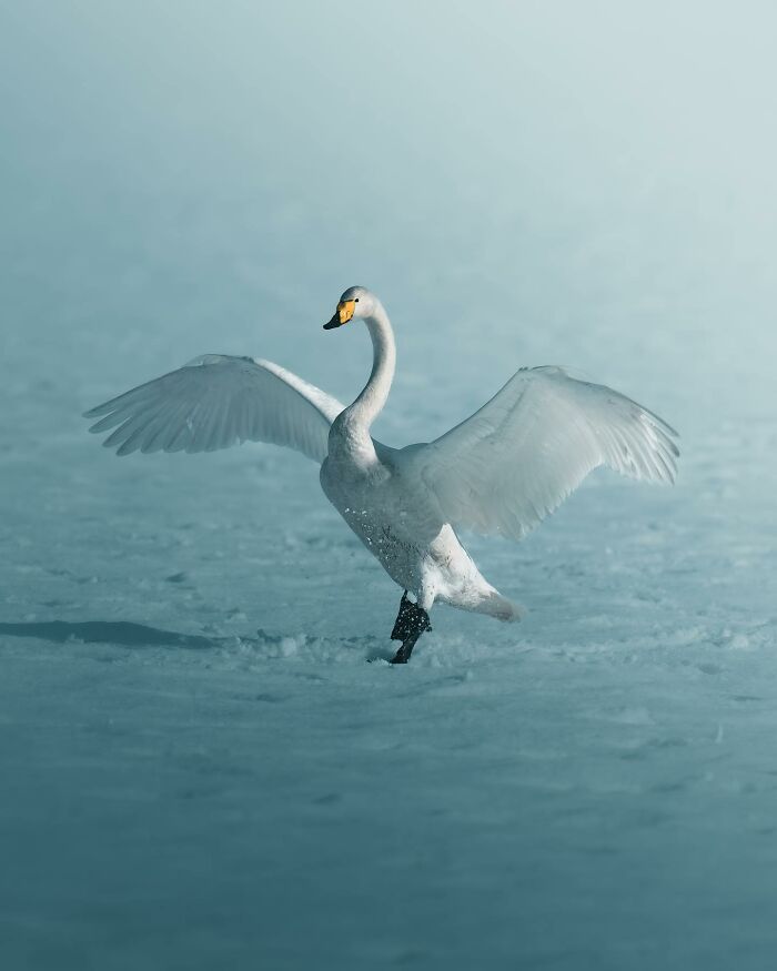 Fotografia de animais sombria: Essas 32 imagens parecem cenas de filme e estão deixando todo mundo intrigado 18