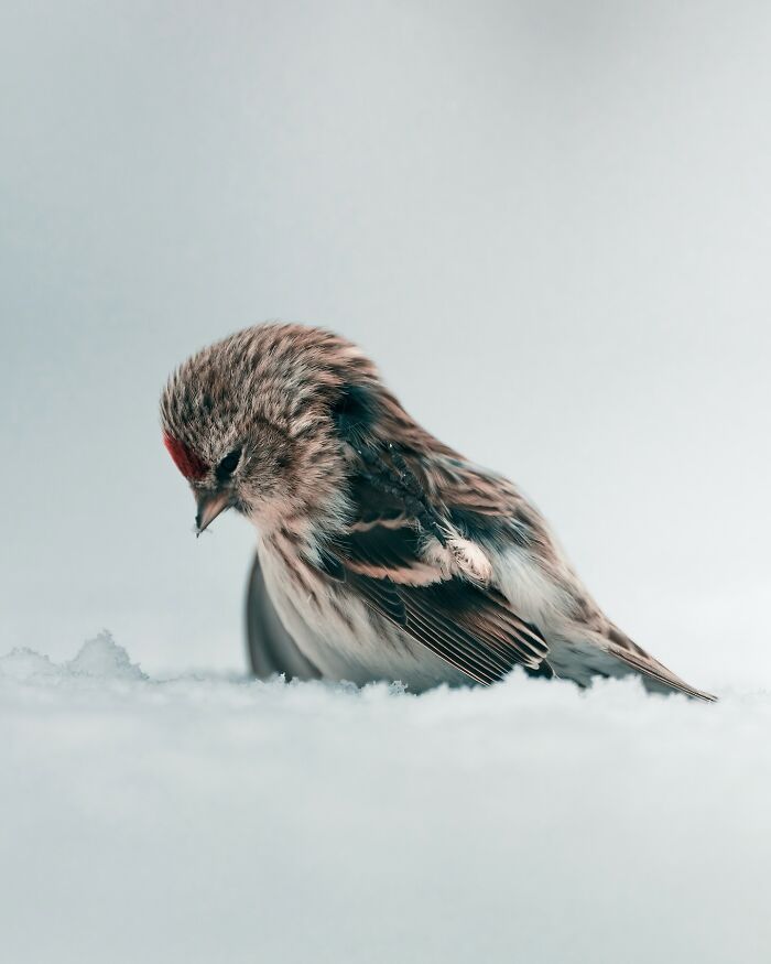 Fotografia de animais sombria: Essas 32 imagens parecem cenas de filme e estão deixando todo mundo intrigado 20