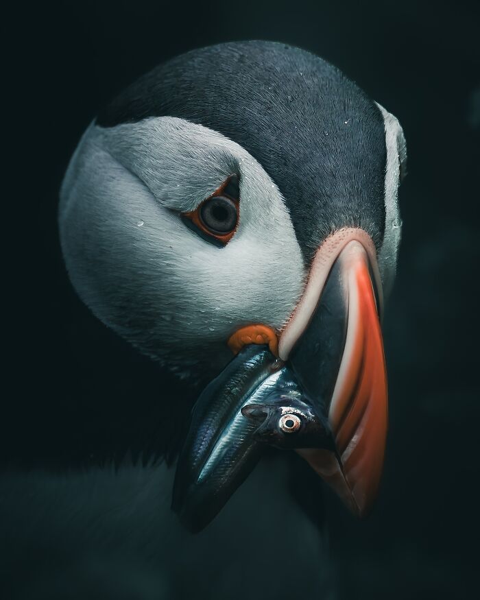 Fotografia de animais sombria: Essas 32 imagens parecem cenas de filme e estão deixando todo mundo intrigado 21