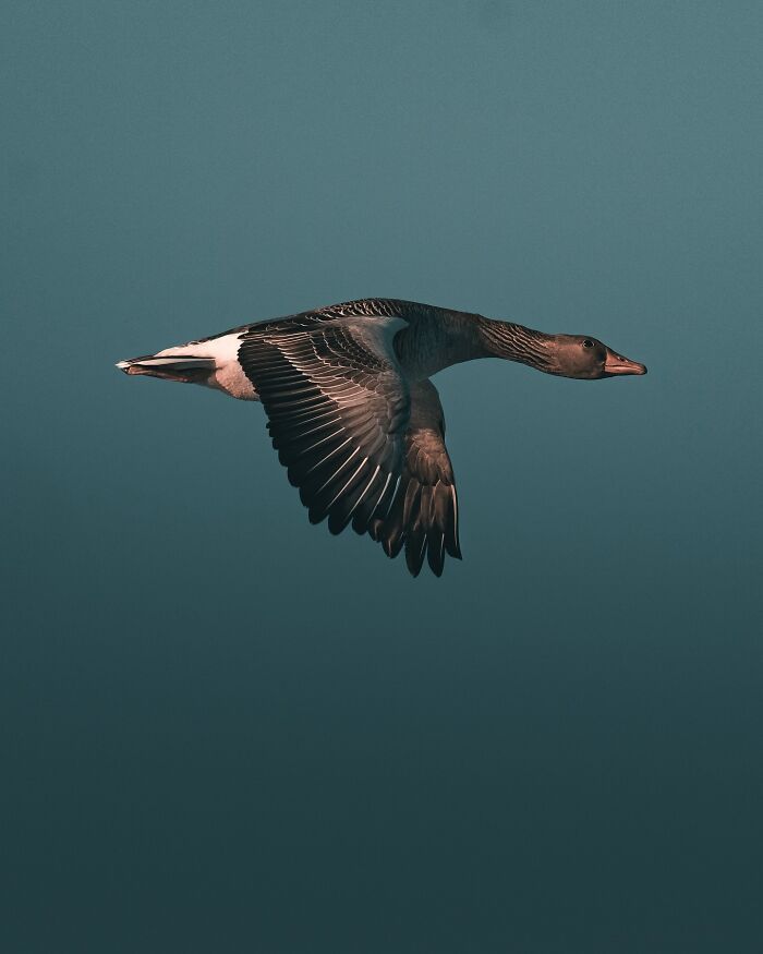 Fotografia de animais sombria: Essas 32 imagens parecem cenas de filme e estão deixando todo mundo intrigado 22