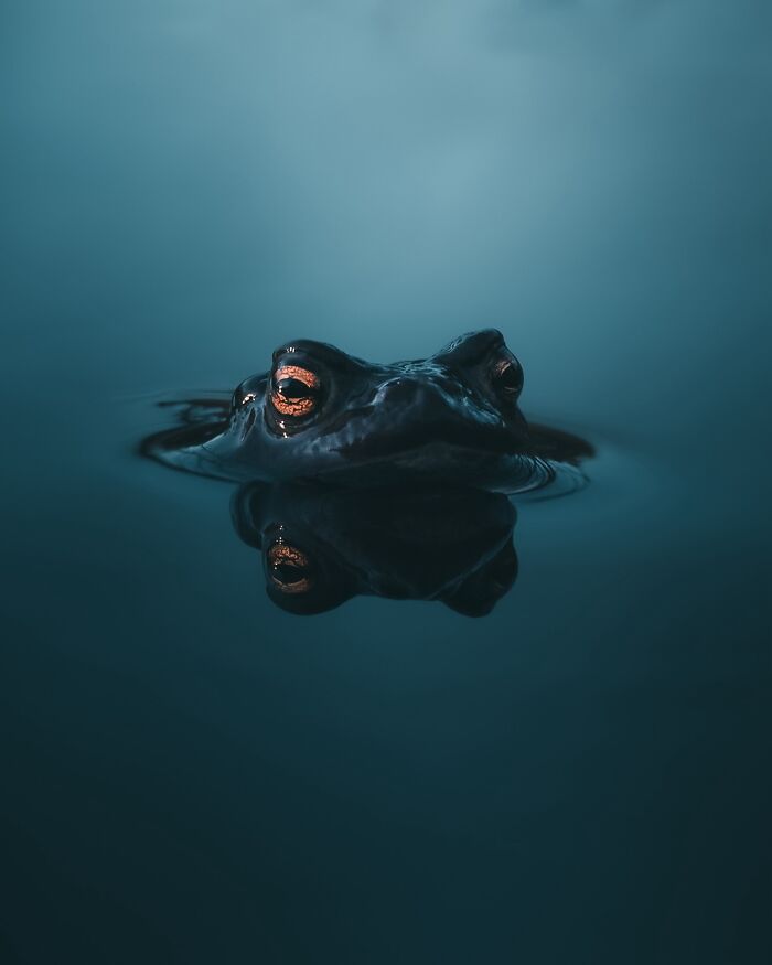 Fotografia de animais sombria: Essas 32 imagens parecem cenas de filme e estão deixando todo mundo intrigado 23