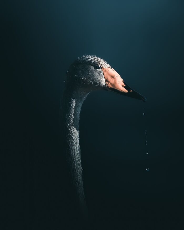 Fotografia de animais sombria: Essas 32 imagens parecem cenas de filme e estão deixando todo mundo intrigado 24