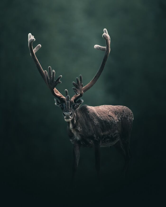 Fotografia de animais sombria: Essas 32 imagens parecem cenas de filme e estão deixando todo mundo intrigado 25