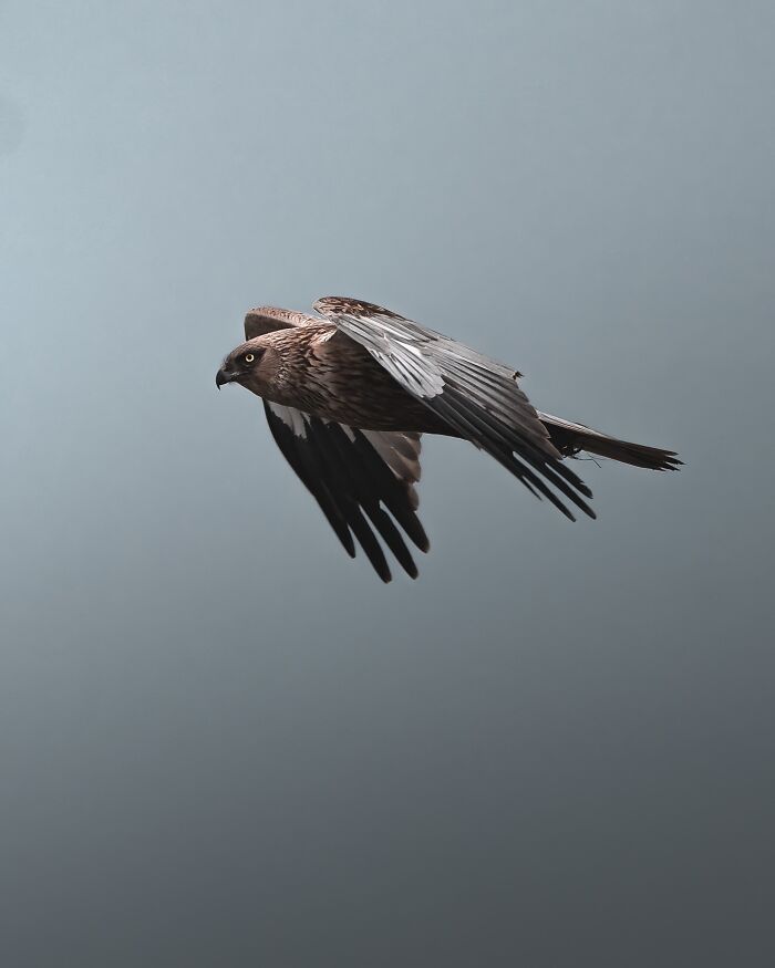 Fotografia de animais sombria: Essas 32 imagens parecem cenas de filme e estão deixando todo mundo intrigado 27
