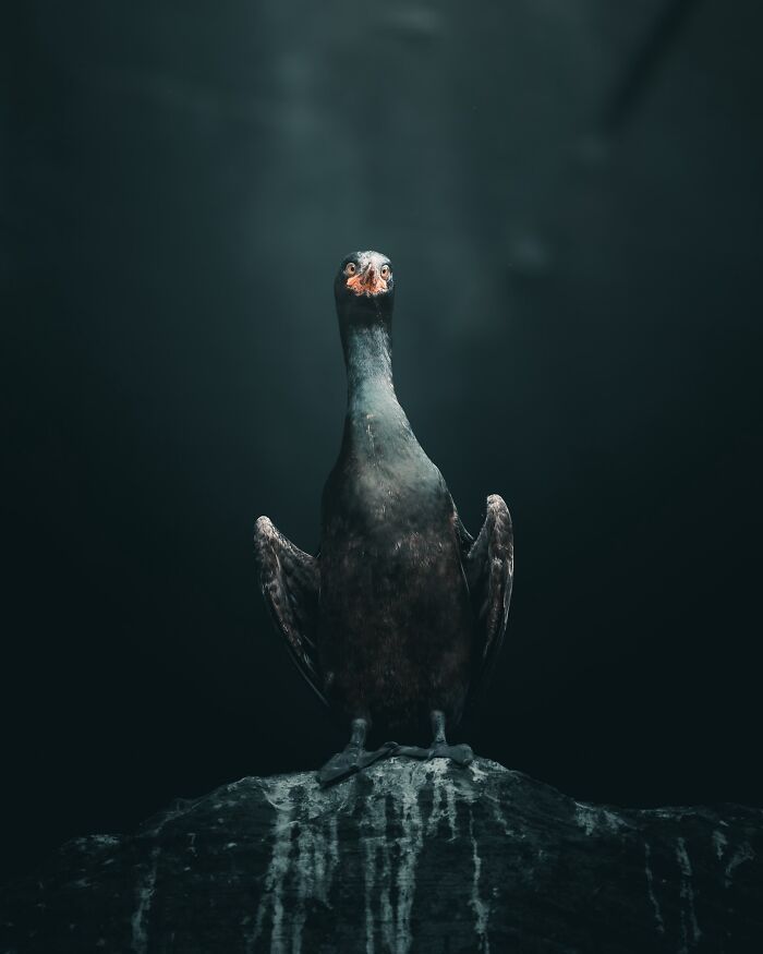 Fotografia de animais sombria: Essas 32 imagens parecem cenas de filme e estão deixando todo mundo intrigado 29