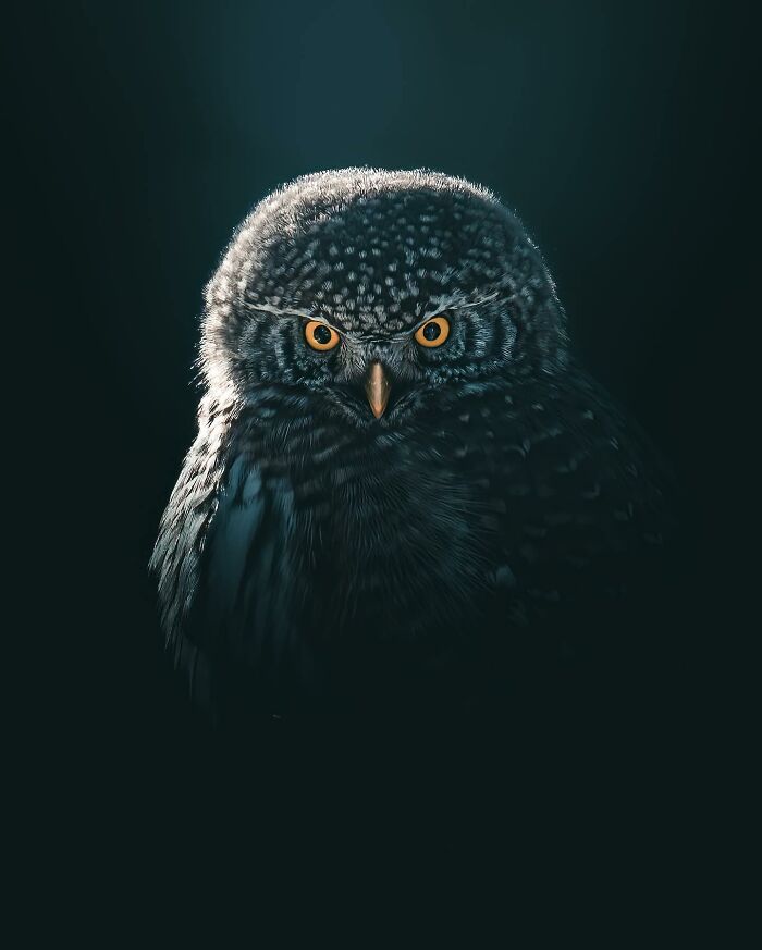 Fotografia de animais sombria: Essas 32 imagens parecem cenas de filme e estão deixando todo mundo intrigado 31