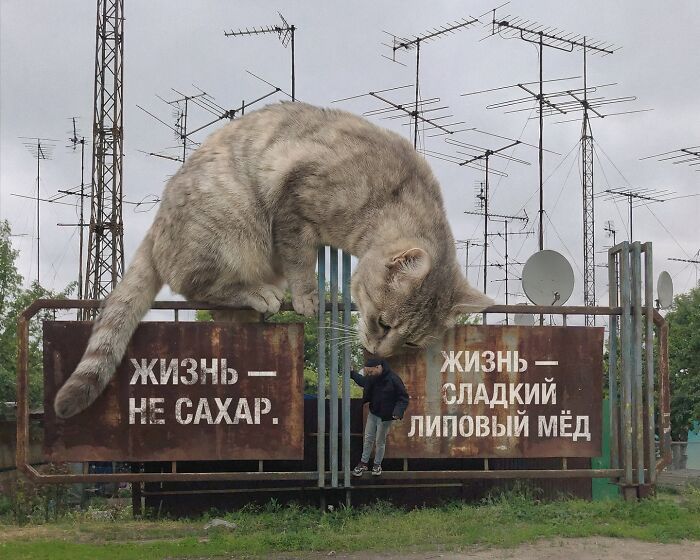 Gatos gigantes realistas estão dominando imagens e confundindo todo mundo (26 fotos) 2
