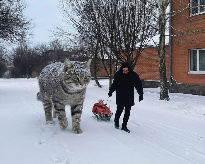 Gatos gigantes realistas estão dominando imagens e confundindo todo mundo (26 fotos) 5