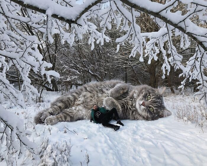 Gatos gigantes realistas estão dominando imagens e confundindo todo mundo (26 fotos) 6