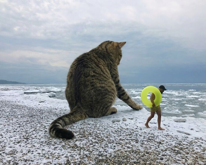 Gatos gigantes realistas estão dominando imagens e confundindo todo mundo (26 fotos) 8