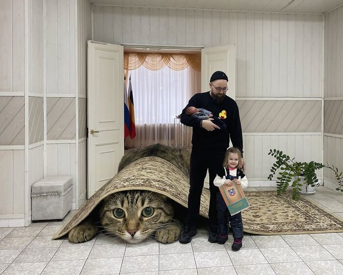Gatos gigantes realistas estão dominando imagens e confundindo todo mundo (26 fotos) 9