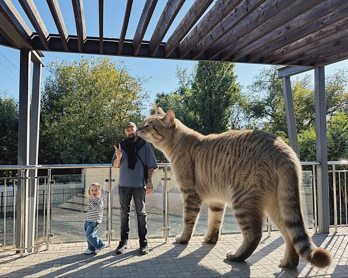 Gatos gigantes realistas estão dominando imagens e confundindo todo mundo (26 fotos) 12