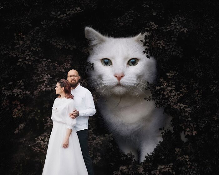 Gatos gigantes realistas estão dominando imagens e confundindo todo mundo (26 fotos) 13