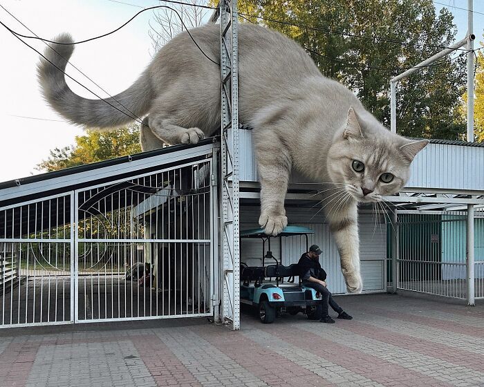 Gatos gigantes realistas estão dominando imagens e confundindo todo mundo (26 fotos) 14