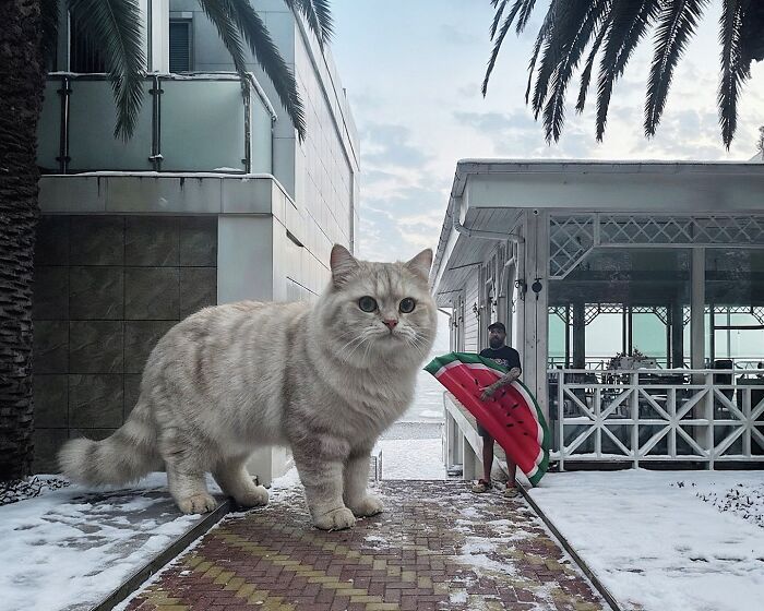 Gatos gigantes realistas estão dominando imagens e confundindo todo mundo (26 fotos) 16