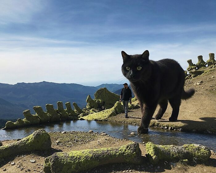 Gatos gigantes realistas estão dominando imagens e confundindo todo mundo (26 fotos) 17
