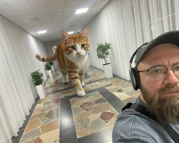 Gatos gigantes realistas estão dominando imagens e confundindo todo mundo (26 fotos) 18