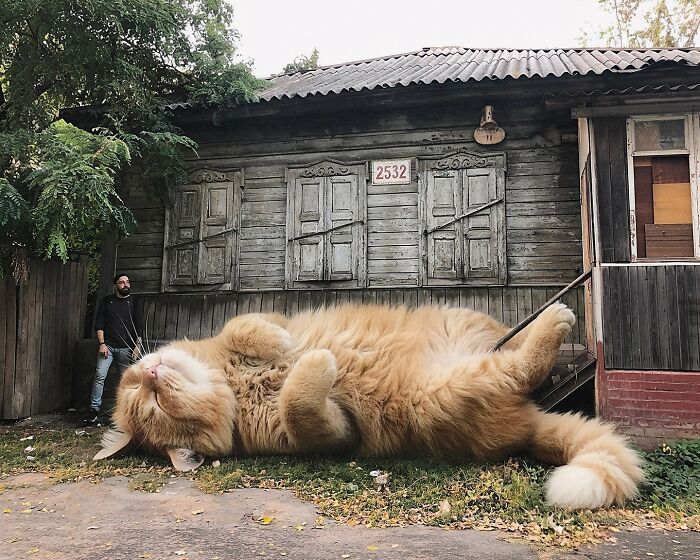 Gatos gigantes realistas estão dominando imagens e confundindo todo mundo (26 fotos) 19