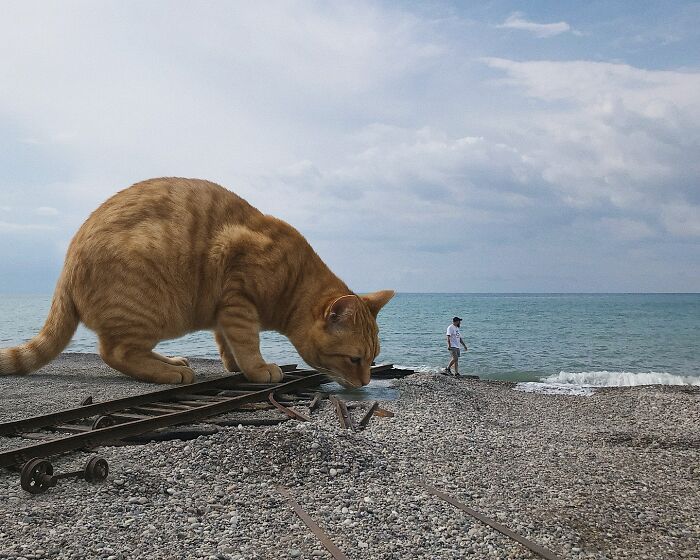 Gatos gigantes realistas estão dominando imagens e confundindo todo mundo (26 fotos) 21