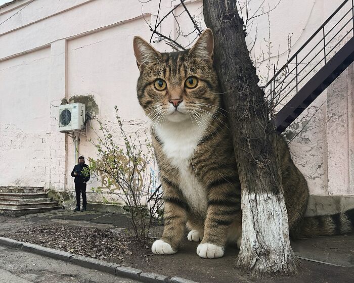 Gatos gigantes realistas estão dominando imagens e confundindo todo mundo (26 fotos) 24