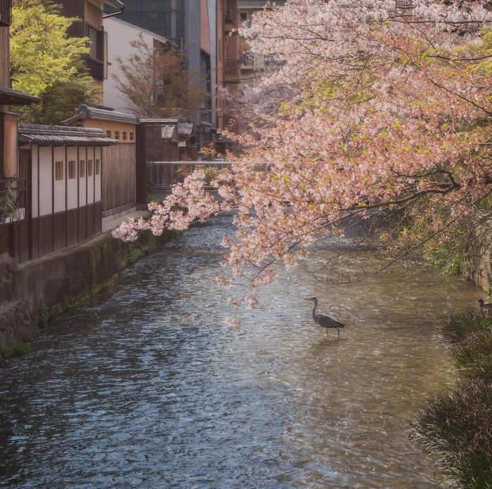 As fotografias do Japão que parecem cenas de um filme e deixaram a internet sem acreditar (32 fotos) 14 As fotografias do Japão que parecem cenas de um filme e deixaram a internet sem acreditar (32 fotos) 14