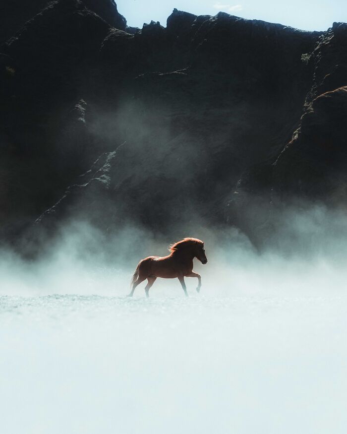 32 fotos dos animais da Islândia que estão fazendo muita gente enxergar o país de outro jeito