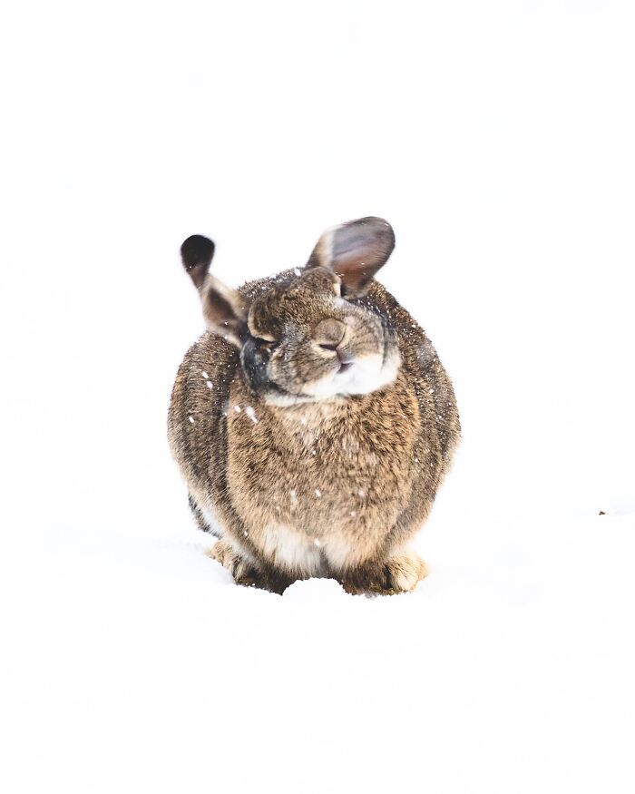 32 fotos dos animais da Islândia que estão fazendo muita gente enxergar o país de outro jeito 1