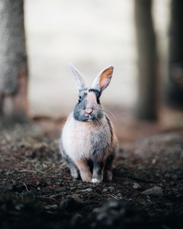 32 fotos dos animais da Islândia que estão fazendo muita gente enxergar o país de outro jeito 2