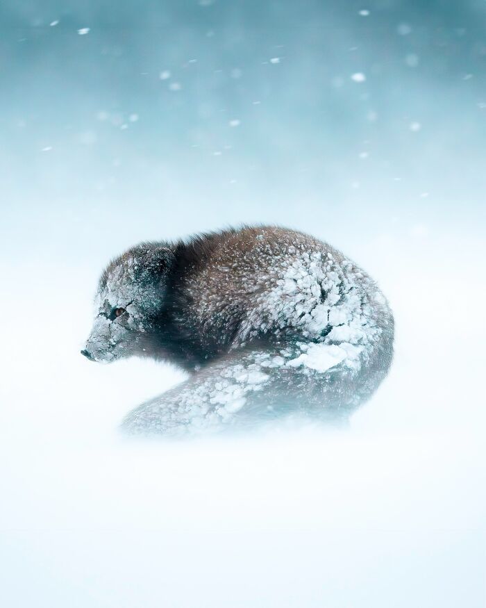 32 fotos dos animais da Islândia que estão fazendo muita gente enxergar o país de outro jeito 4