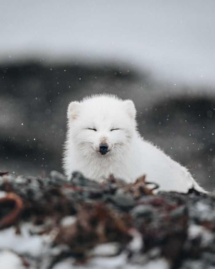 32 fotos dos animais da Islândia que estão fazendo muita gente enxergar o país de outro jeito 5