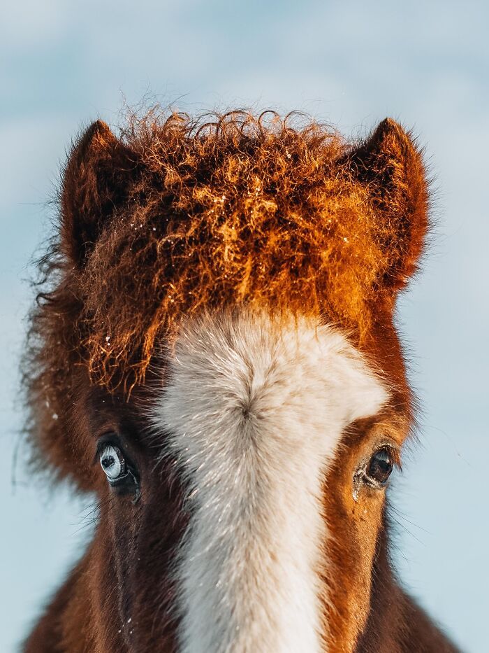32 fotos dos animais da Islândia que estão fazendo muita gente enxergar o país de outro jeito 7
