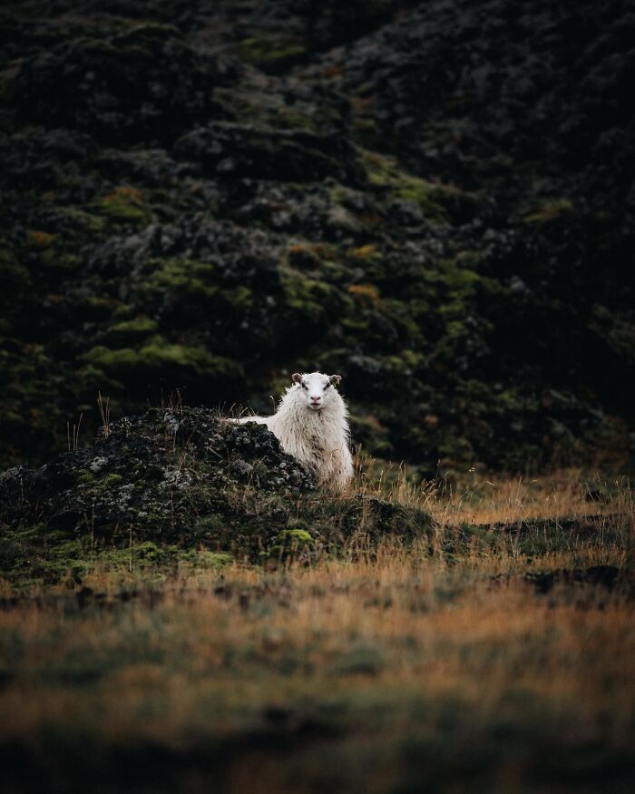 32 fotos dos animais da Islândia que estão fazendo muita gente enxergar o país de outro jeito 11