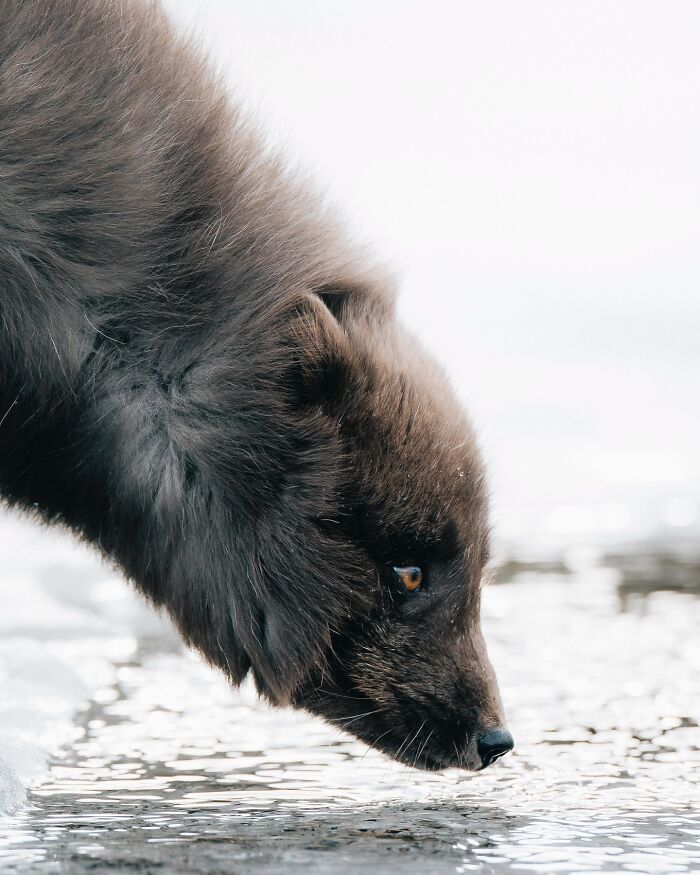 32 fotos dos animais da Islândia que estão fazendo muita gente enxergar o país de outro jeito 15