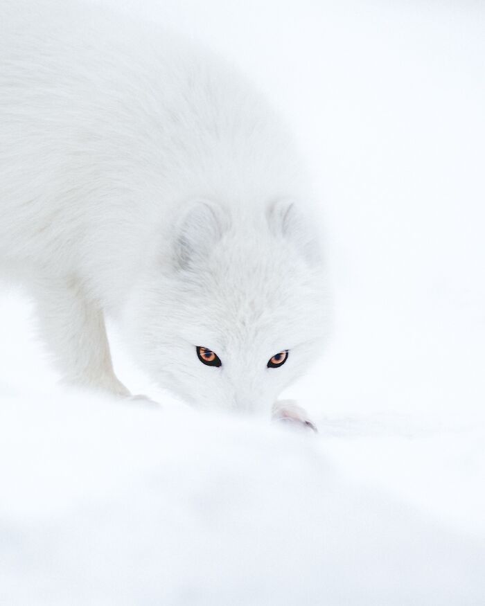 32 fotos dos animais da Islândia que estão fazendo muita gente enxergar o país de outro jeito 19