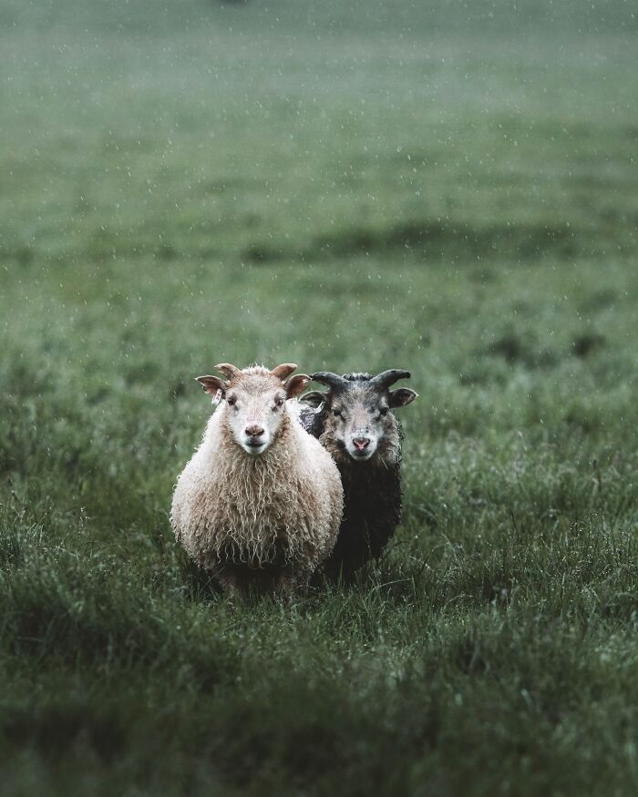 32 fotos dos animais da Islândia que estão fazendo muita gente enxergar o país de outro jeito 22
