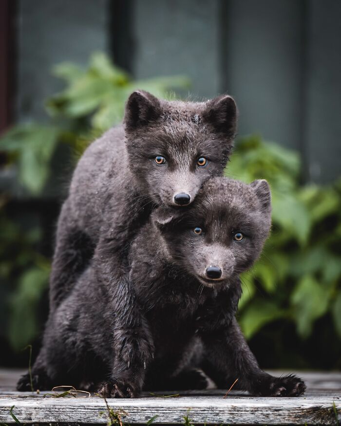 32 fotos dos animais da Islândia que estão fazendo muita gente enxergar o país de outro jeito 26