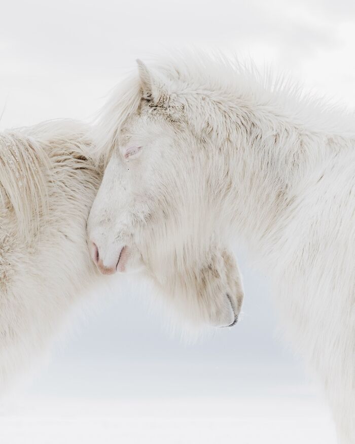 32 fotos dos animais da Islândia que estão fazendo muita gente enxergar o país de outro jeito 30