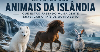 32 fotos dos animais da Islândia que estão fazendo muita gente enxergar o país de outro jeito
