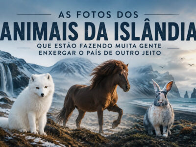 32 fotos dos animais da Islândia que estão fazendo muita gente enxergar o país de outro jeito