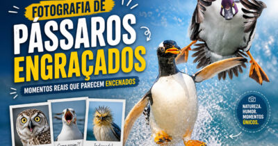 30 fotografia de pássaros engraçados revela momentos tão absurdos que parecem encenados