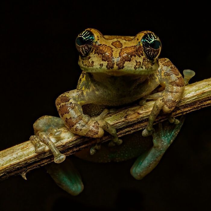 22 fotografia macro de sapos revela criaturas que parecem ter saído de outro planeta 8 22 fotografia macro de sapos revela criaturas que parecem ter saído de outro planeta 8