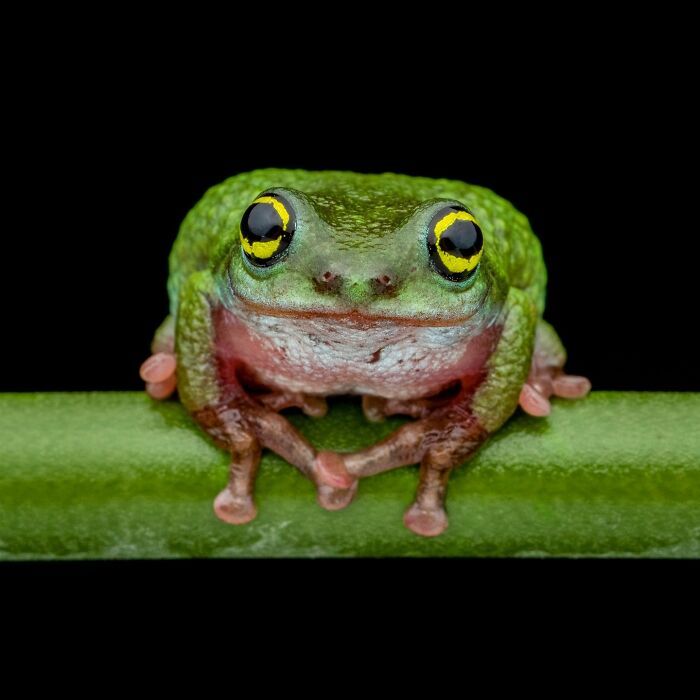 22 fotografia macro de sapos revela criaturas que parecem ter saído de outro planeta 10 22 fotografia macro de sapos revela criaturas que parecem ter saído de outro planeta 10