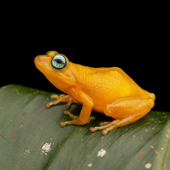 22 fotografia macro de sapos revela criaturas que parecem ter saído de outro planeta 12 22 fotografia macro de sapos revela criaturas que parecem ter saído de outro planeta 12