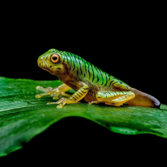 22 fotografia macro de sapos revela criaturas que parecem ter saído de outro planeta 13 22 fotografia macro de sapos revela criaturas que parecem ter saído de outro planeta 13