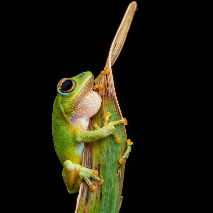 22 fotografia macro de sapos revela criaturas que parecem ter saído de outro planeta 14 22 fotografia macro de sapos revela criaturas que parecem ter saído de outro planeta 14