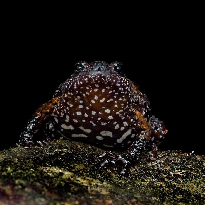 22 fotografia macro de sapos revela criaturas que parecem ter saído de outro planeta 15 22 fotografia macro de sapos revela criaturas que parecem ter saído de outro planeta 15