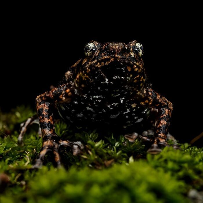 22 fotografia macro de sapos revela criaturas que parecem ter saído de outro planeta 16 22 fotografia macro de sapos revela criaturas que parecem ter saído de outro planeta 16
