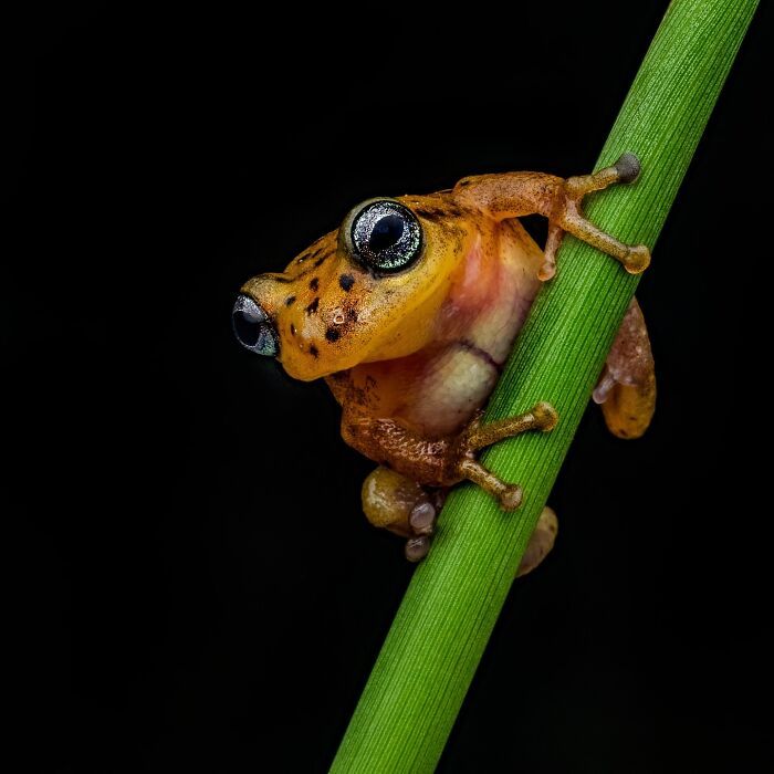 22 fotografia macro de sapos revela criaturas que parecem ter saído de outro planeta 17 22 fotografia macro de sapos revela criaturas que parecem ter saído de outro planeta 17