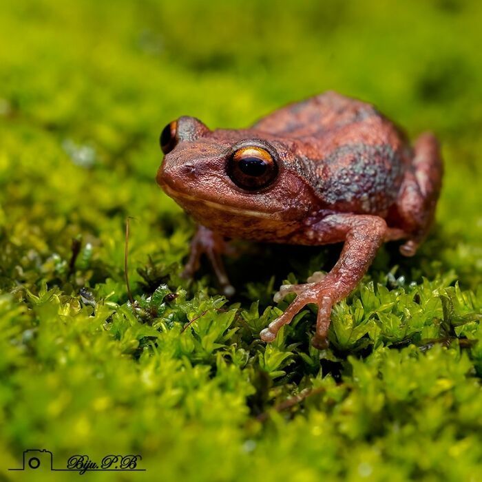 22 fotografia macro de sapos revela criaturas que parecem ter saído de outro planeta 18 22 fotografia macro de sapos revela criaturas que parecem ter saído de outro planeta 18