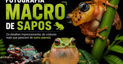 22 fotografia macro de sapos revela criaturas que parecem ter saído de outro planeta